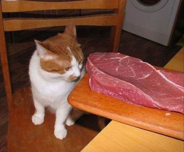 кошка смотрит на мясо